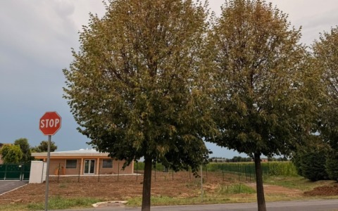 Gli alberi del viale del cimitero a Brignano sotto attacco della “Japonica”