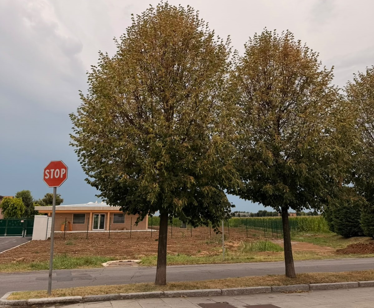 Gli alberi del viale del cimitero a Brignano sotto attacco della “Japonica”