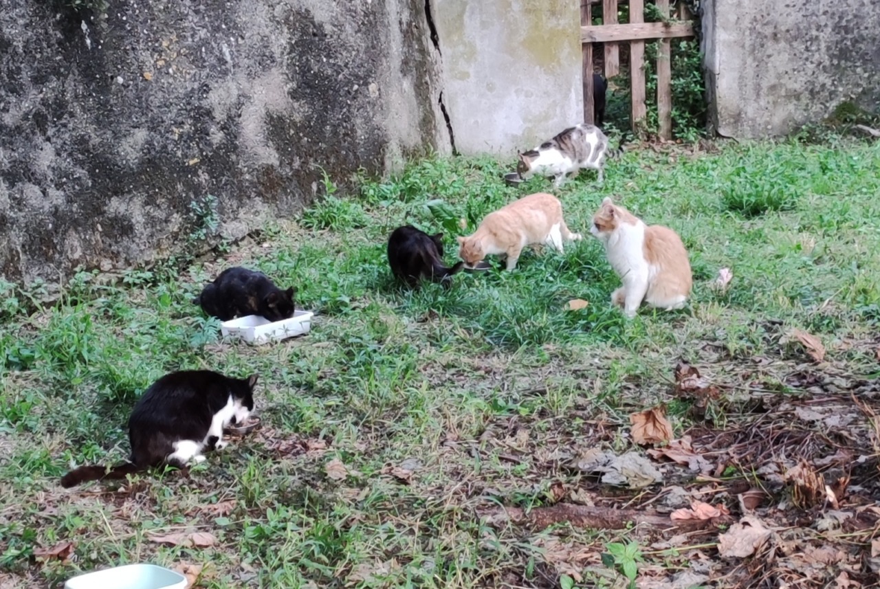 La colonia felina “sfrattata”di Villanova accende la polemica e finisce in Parlamento