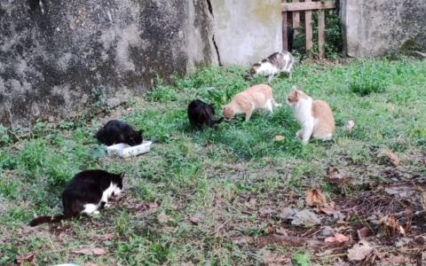 La colonia felina “sfrattata”di Villanova accende la polemica e finisce in Parlamento