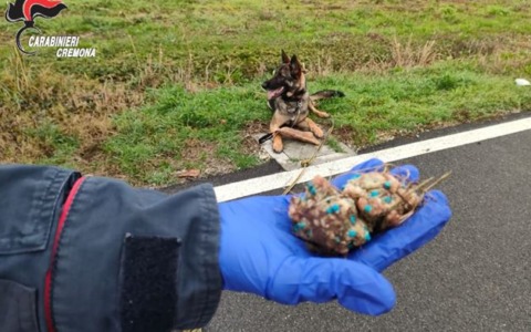 Cani colti da malessere dopo aver ingerito cibo sospetto: controlli nella zona dell’ospedale