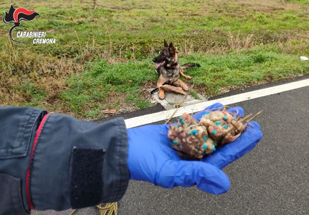 Cani colti da malessere dopo aver ingerito cibo sospetto: controlli nella zona dell’ospedale