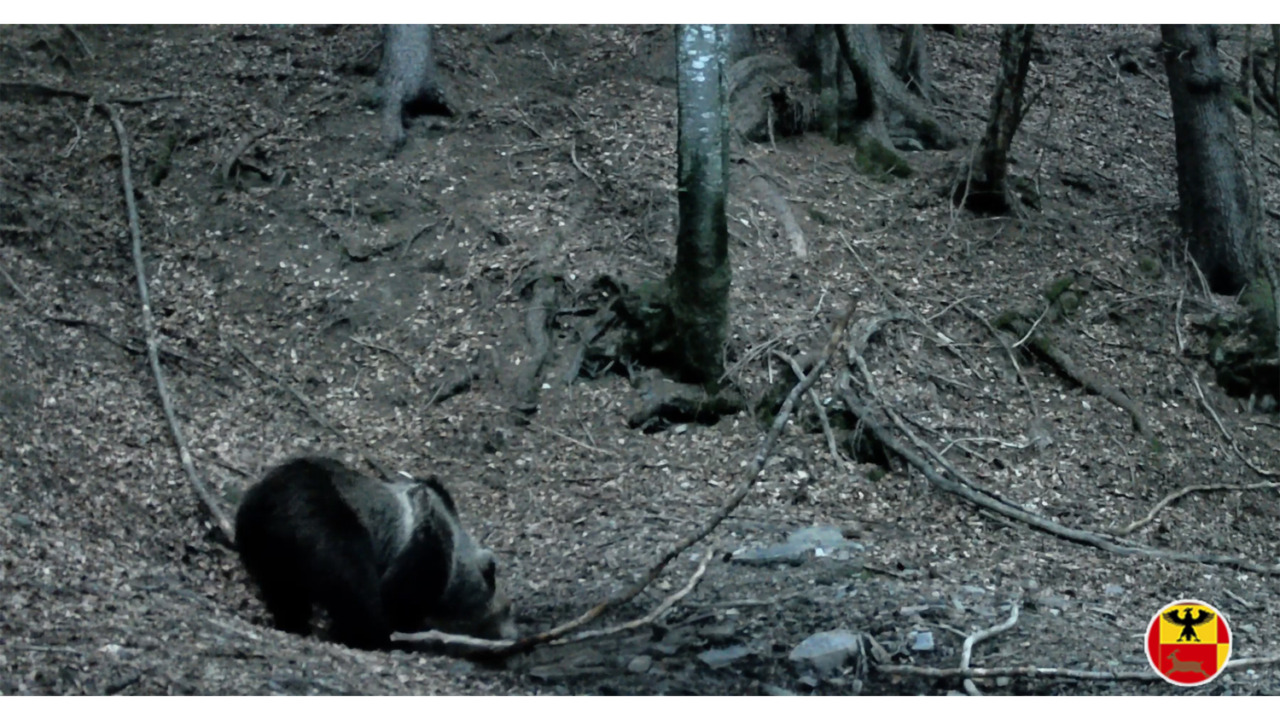 Il risveglio selvaggio delle Orobie: l’orso torna in Alta Valle Seriana, “paparazzato” insieme ai lupi