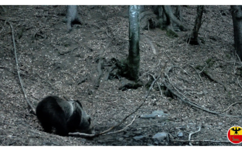 Il risveglio selvaggio delle Orobie: l’orso torna in Alta Valle Seriana, “paparazzato” insieme ai lupi