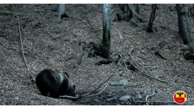 Il risveglio selvaggio delle Orobie: l’orso torna in Alta Valle Seriana, “paparazzato” insieme ai lupi