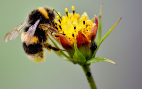 Nel Parco del Serio nasce “PV Hive” il primo “bug hotel” per la biodiversità