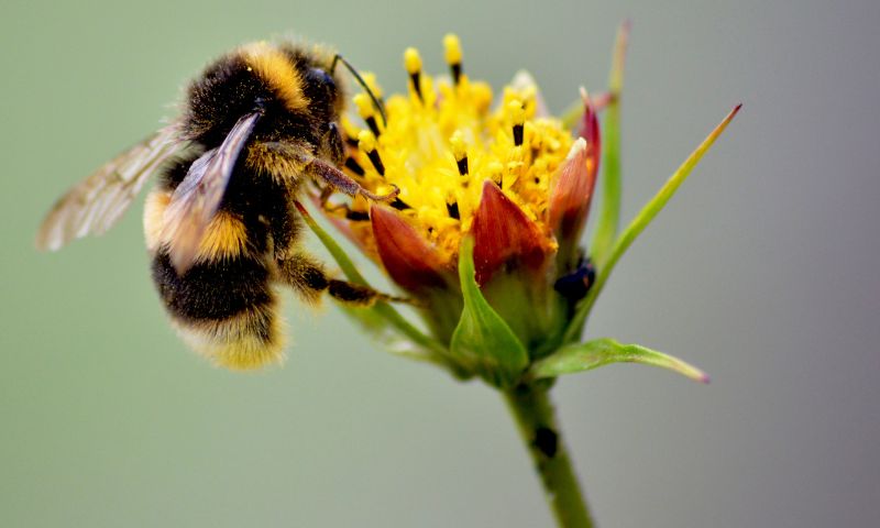 Nel Parco del Serio nasce “PV Hive” il primo “bug hotel” per la biodiversità