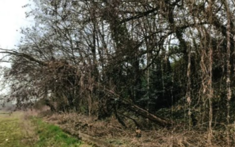 Il Comune taglia gli alberi malati sul cavalcavia: il sovrappasso chiude dal 1° al 4 settembre