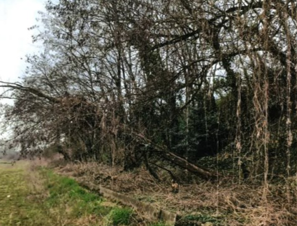 Il Comune taglia gli alberi malati sul cavalcavia: il sovrappasso chiude dal 1° al 4 settembre