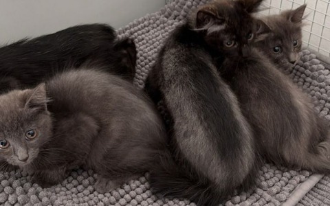 Abbandona quattro gattini in una scatola: incastrato dalle telecamere e denunciato