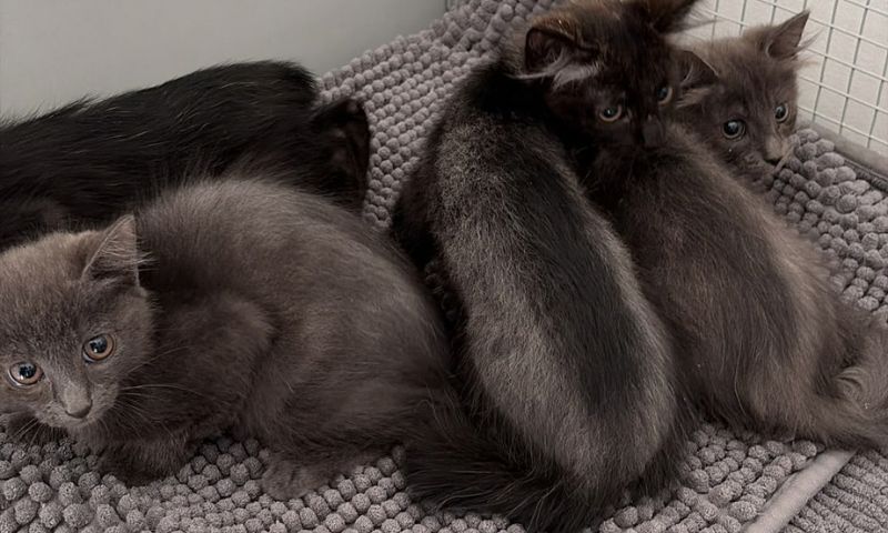 Abbandona quattro gattini in una scatola: incastrato dalle telecamere e denunciato