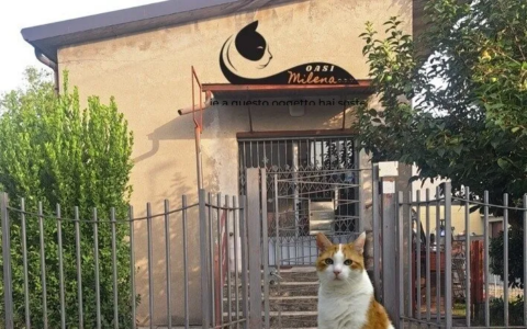 L’appello di “Oasi Milena”: “Aiutateci ad aprire un rifugio felino a Fara”