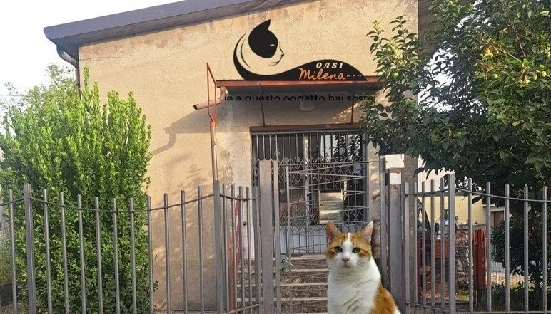 L’appello di “Oasi Milena”: “Aiutateci ad aprire un rifugio felino a Fara”